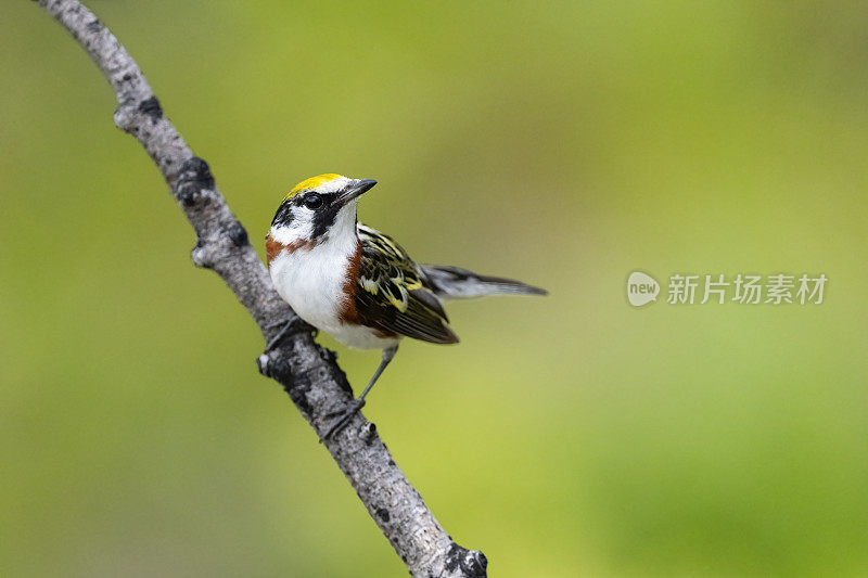 栗子边的莺，宾夕法尼亚的setophaga pensylvanica，鸟栖息